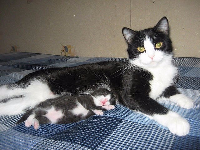 Кошка с котёнком на одеяле