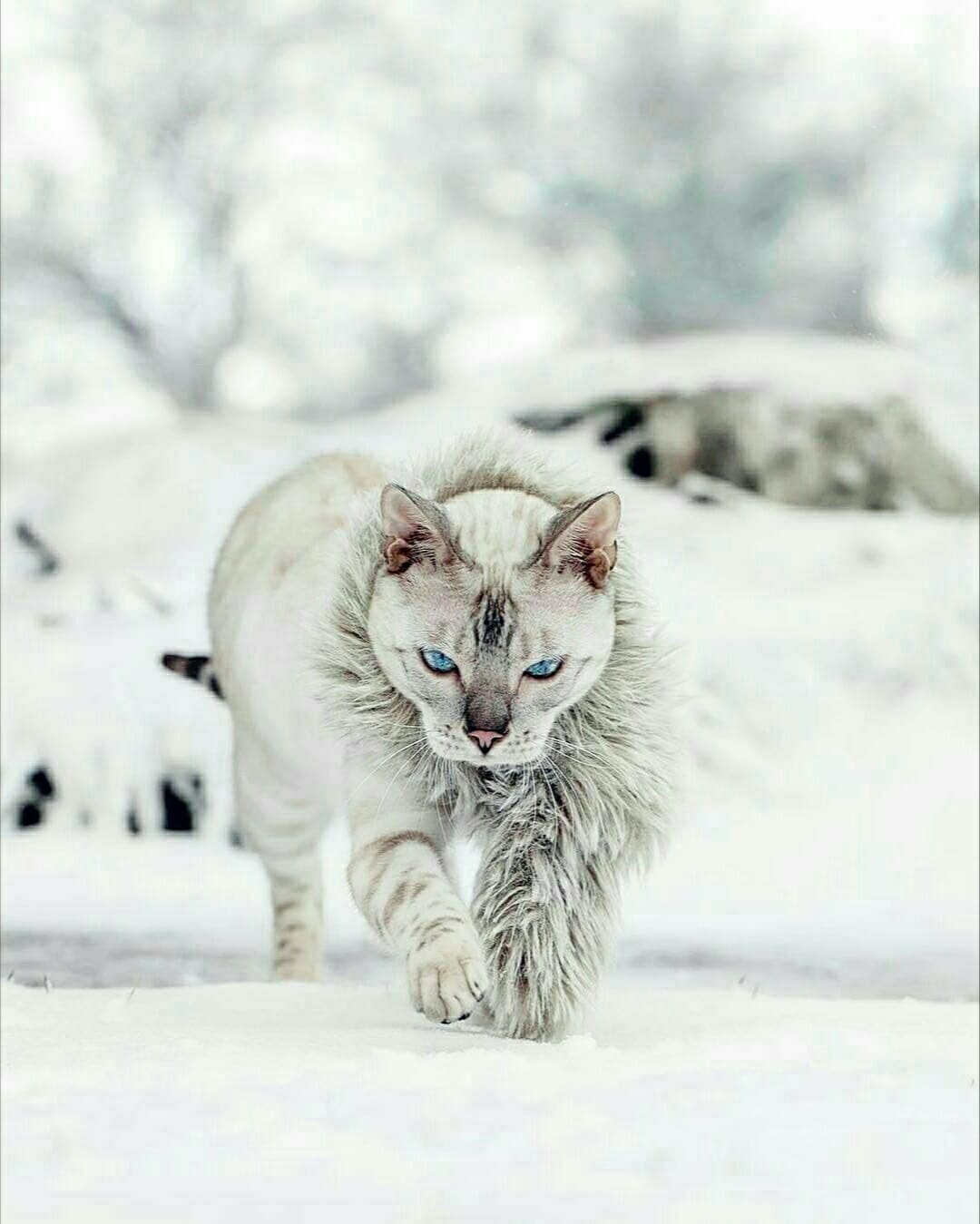 Кот ледникового периода