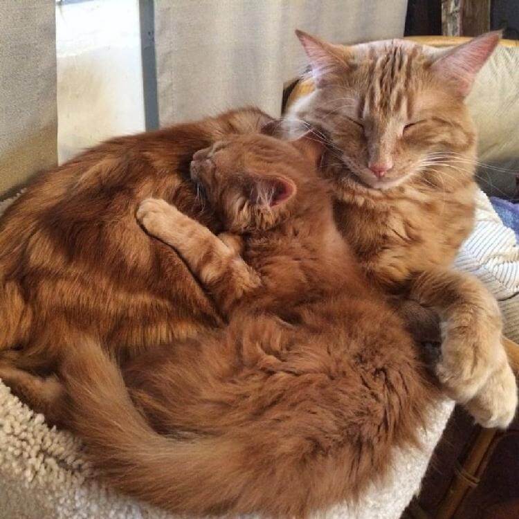Рыжая кошечка с котёнком спят