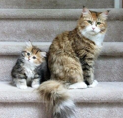 Кошечка с котёнком на лестнице