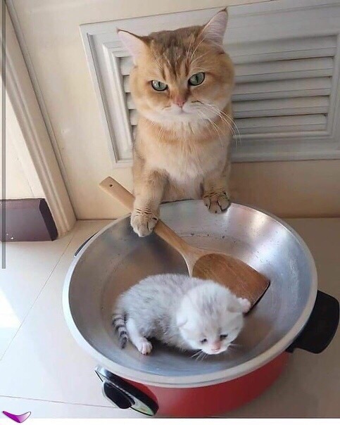Кошечка с котёнком и пароварка