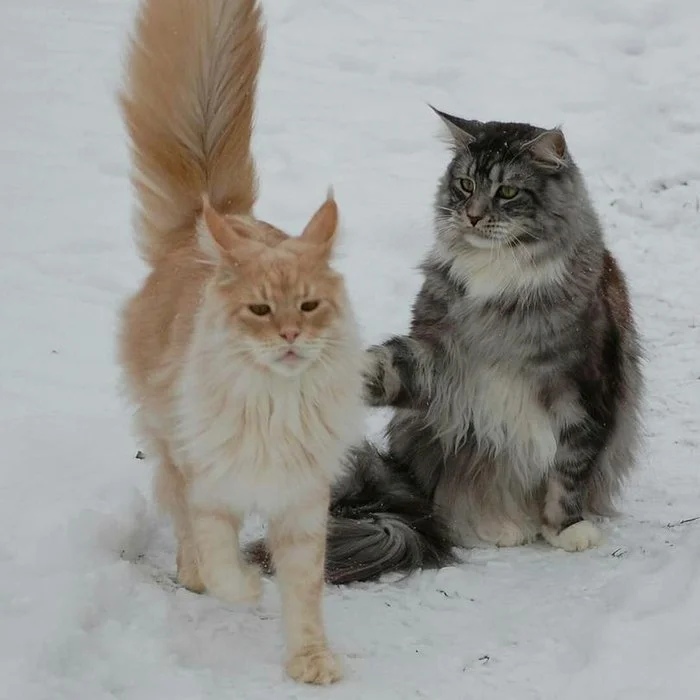 Два важных котика