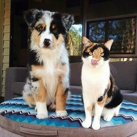 Трёхцветные кошечка с собакой
