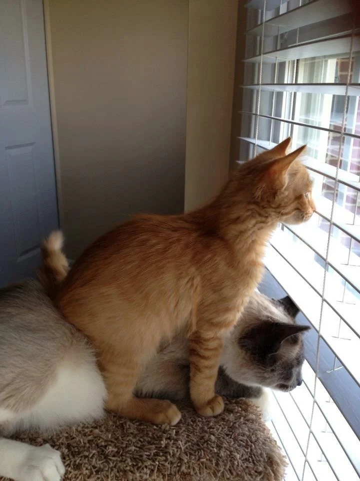 Котёнок с кошечкой смотрят в окно