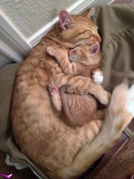 Спящая кошечка с котёнком