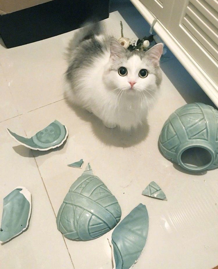 Кошечка разбила вазочку