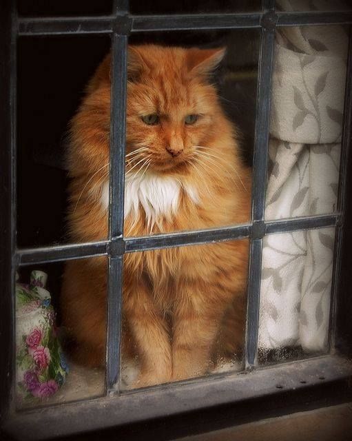 Котик за решёткой на окне
