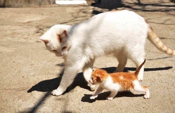 Кошечка с котёнком гуляют