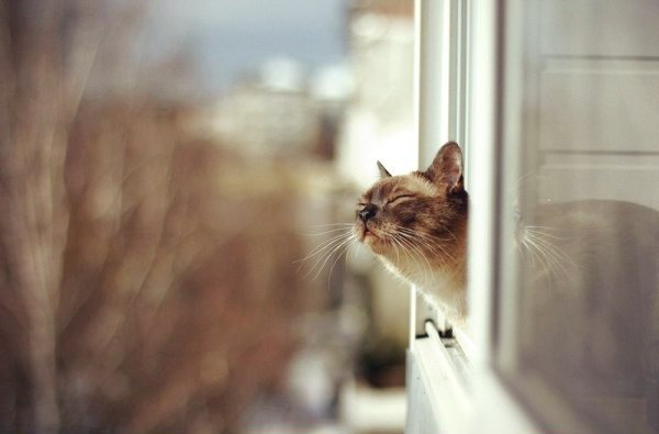 Кошечка дышит воздухом в окне