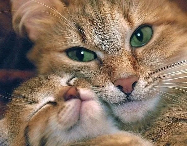 Зеленоглазая красотуля обнимает котёнка