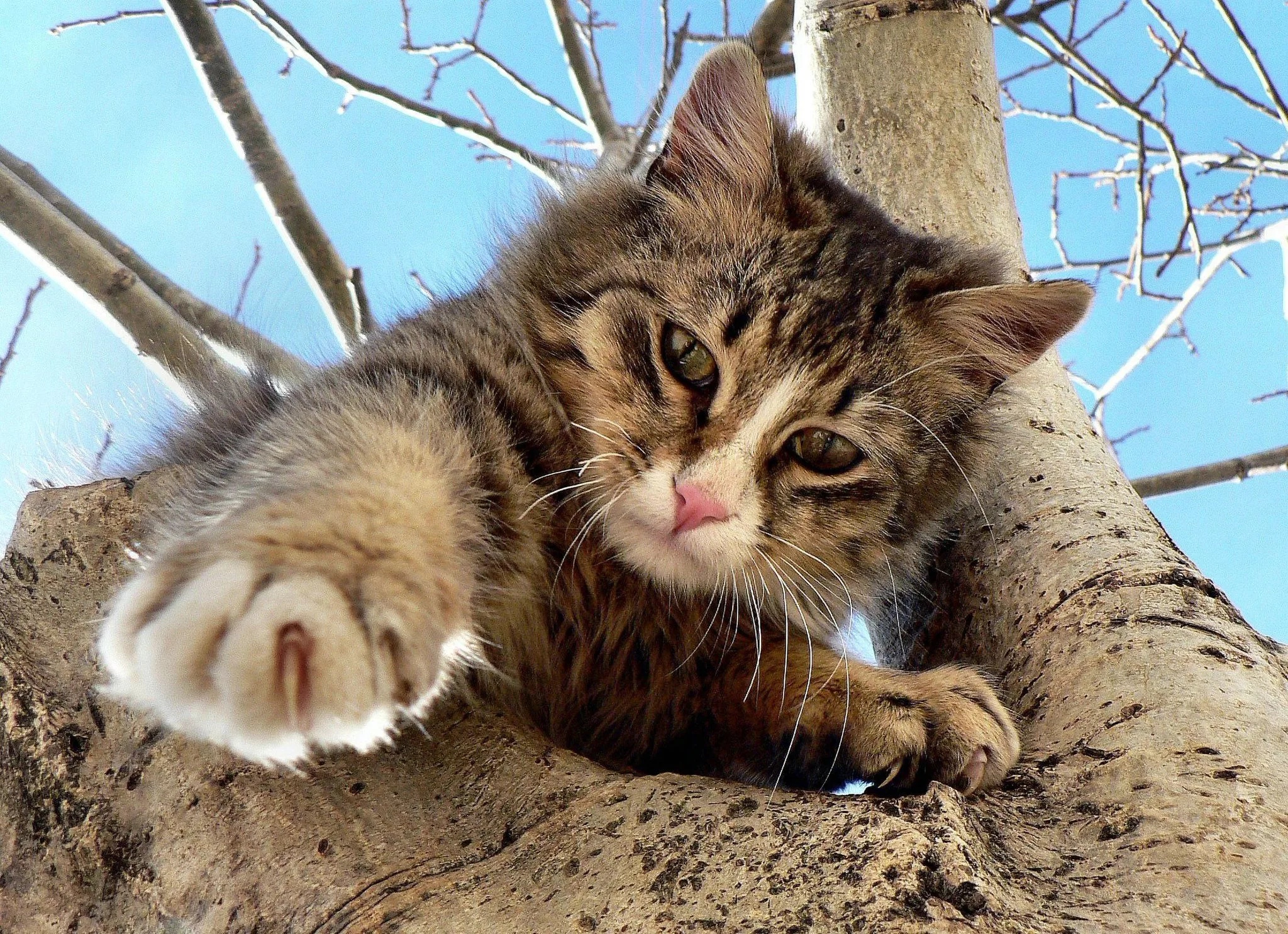 Котик пытается слезть с дерева