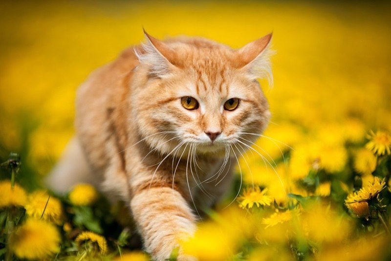 Одуванчиковое поле и рыжий кот