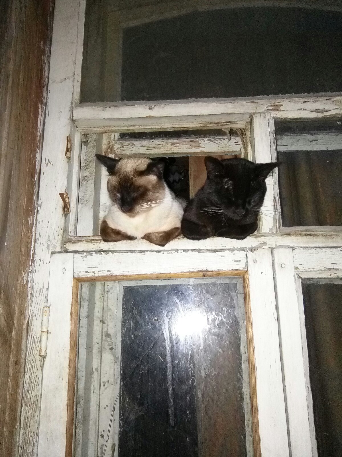 Две котейки в форточке