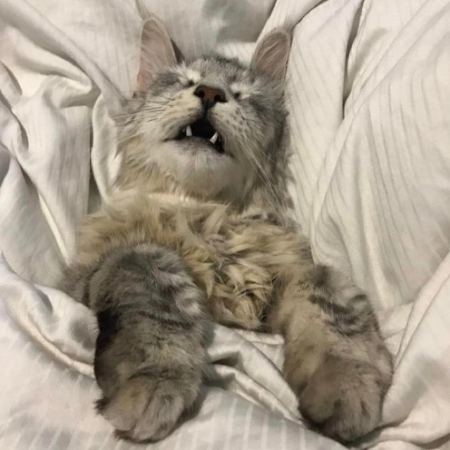 Котик в постели