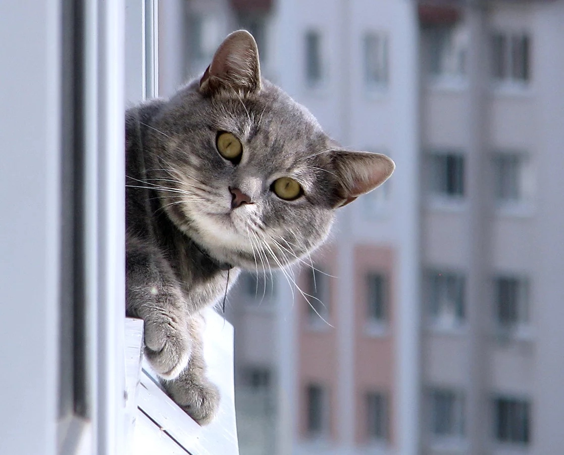 Кошечка выглядывает в окно