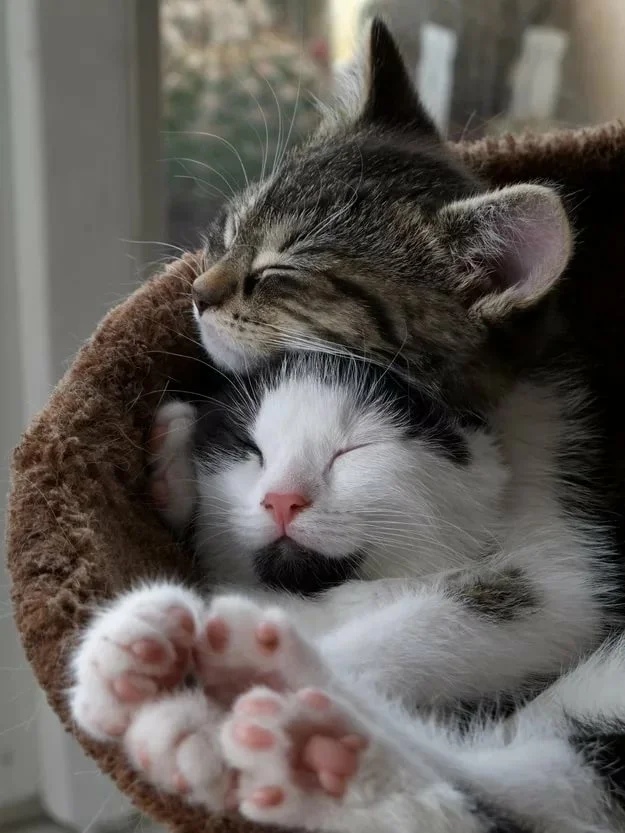 Спящие кошечка с котиком
