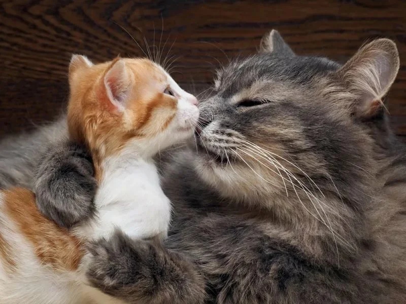 Котёнок нюхает маму