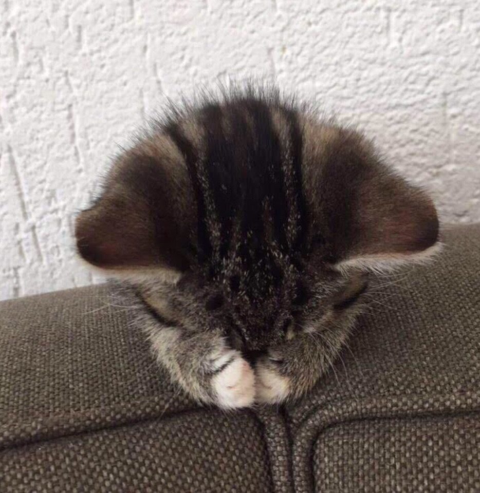 Котёнок уснул в диване