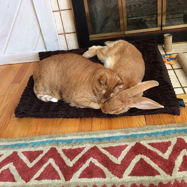 Рыжики кот и кролик спят