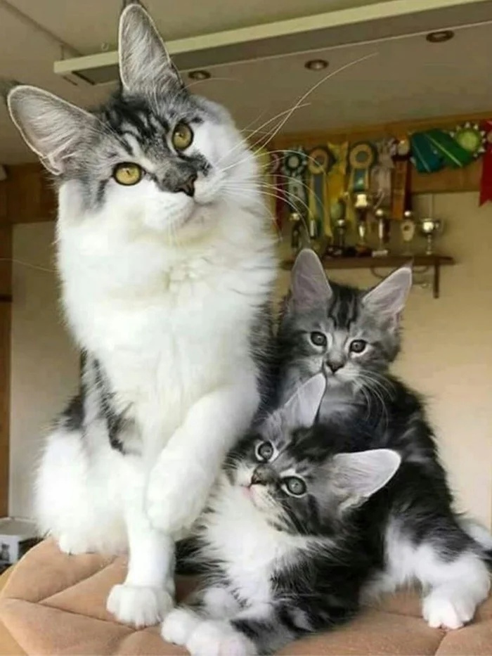 Красотуля с котятами