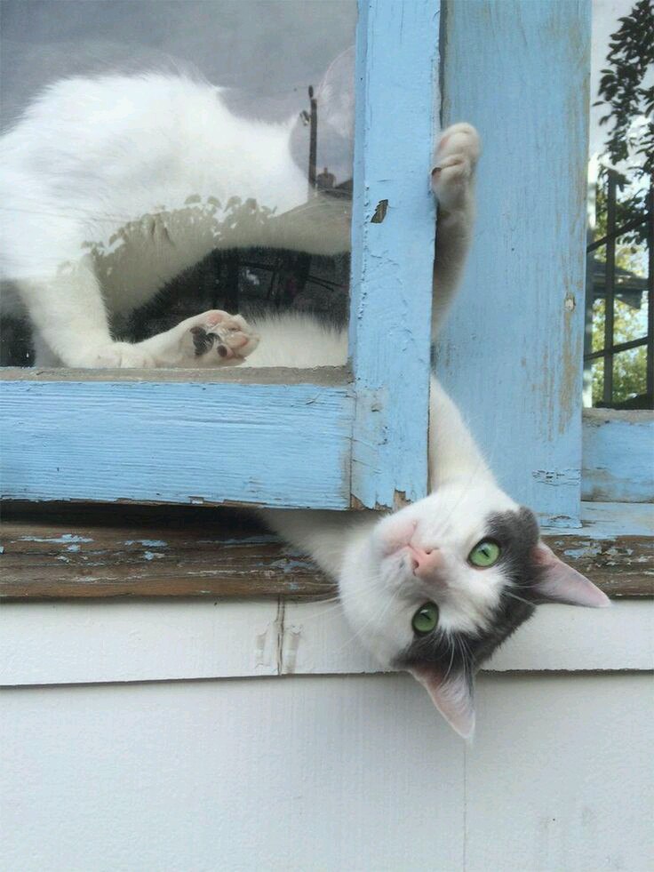 Котик выпал из окна
