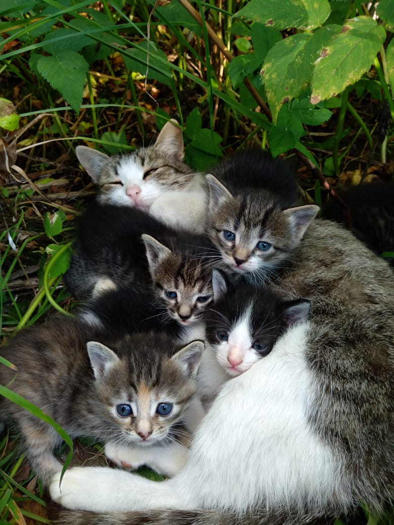 Кошка с котятами на природе