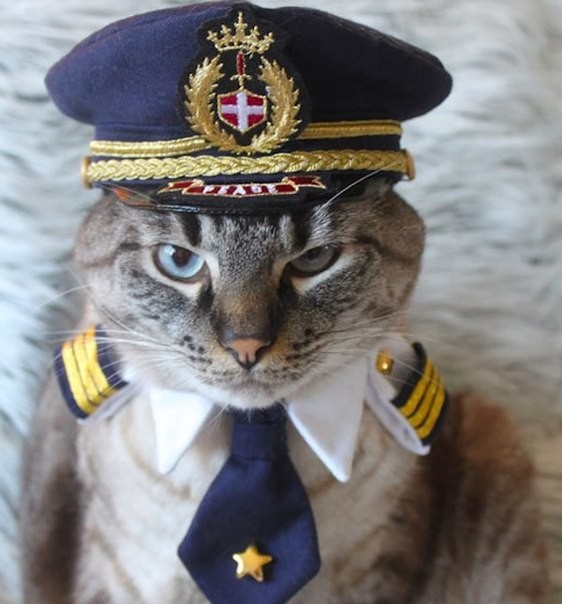 Котик талисман моряков