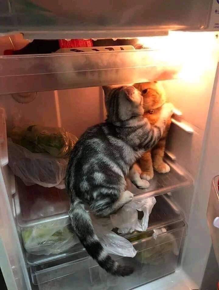 Кошки в холодильнике