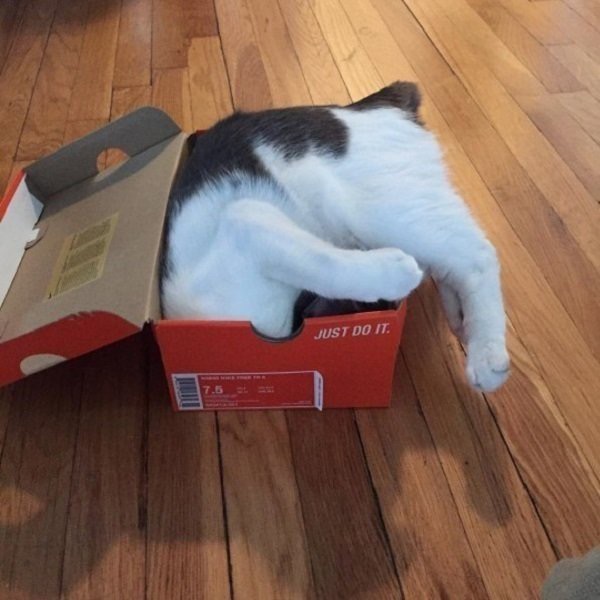 Спящий котик в коробке