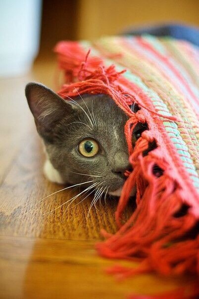 Котик спрятался под ковриком