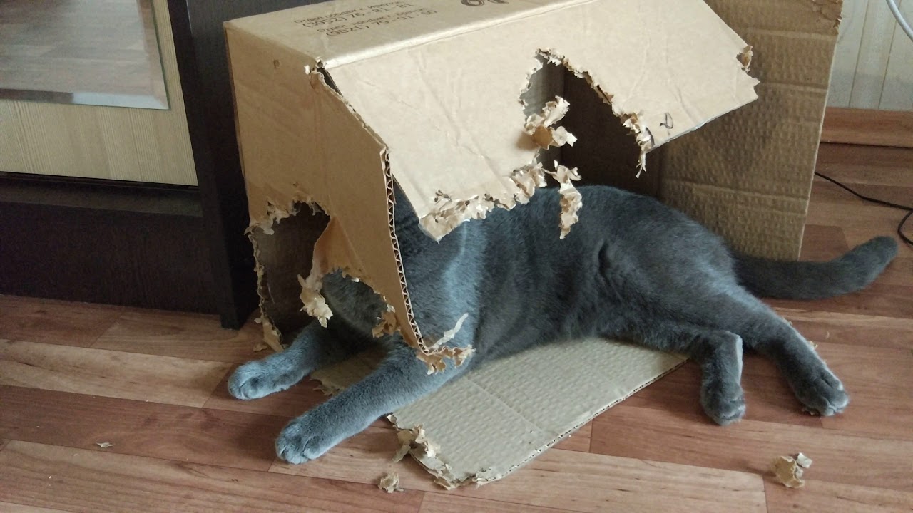 Котик погрыз коробку