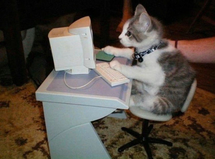 Котёнок за компьютером