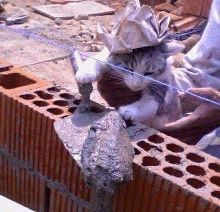 Кот прораб на стройке