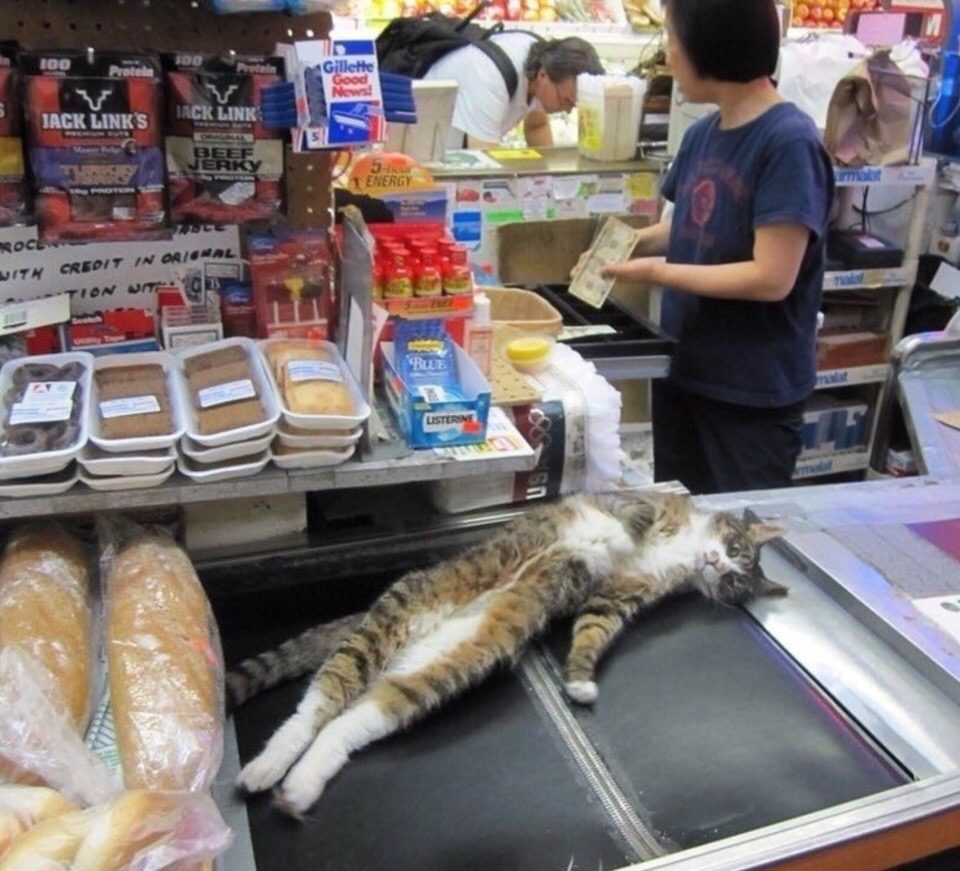 Котик на прилавке магазина