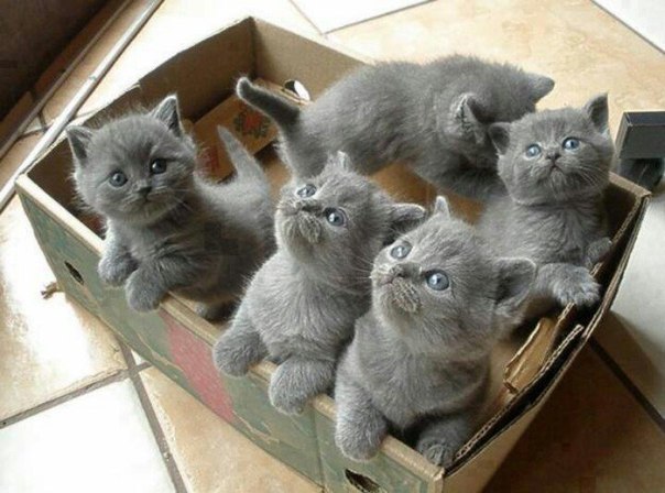 Дымчатые котята в коробке