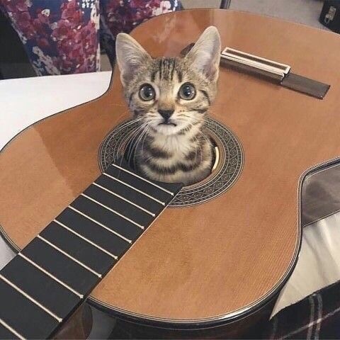 Котёнок в гитаре