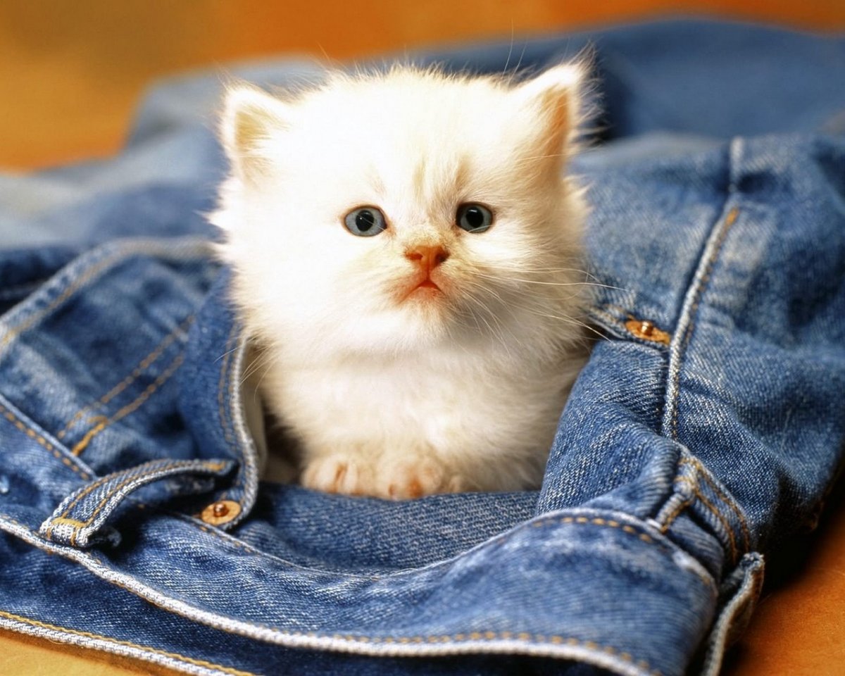 Котёночек в кармашке