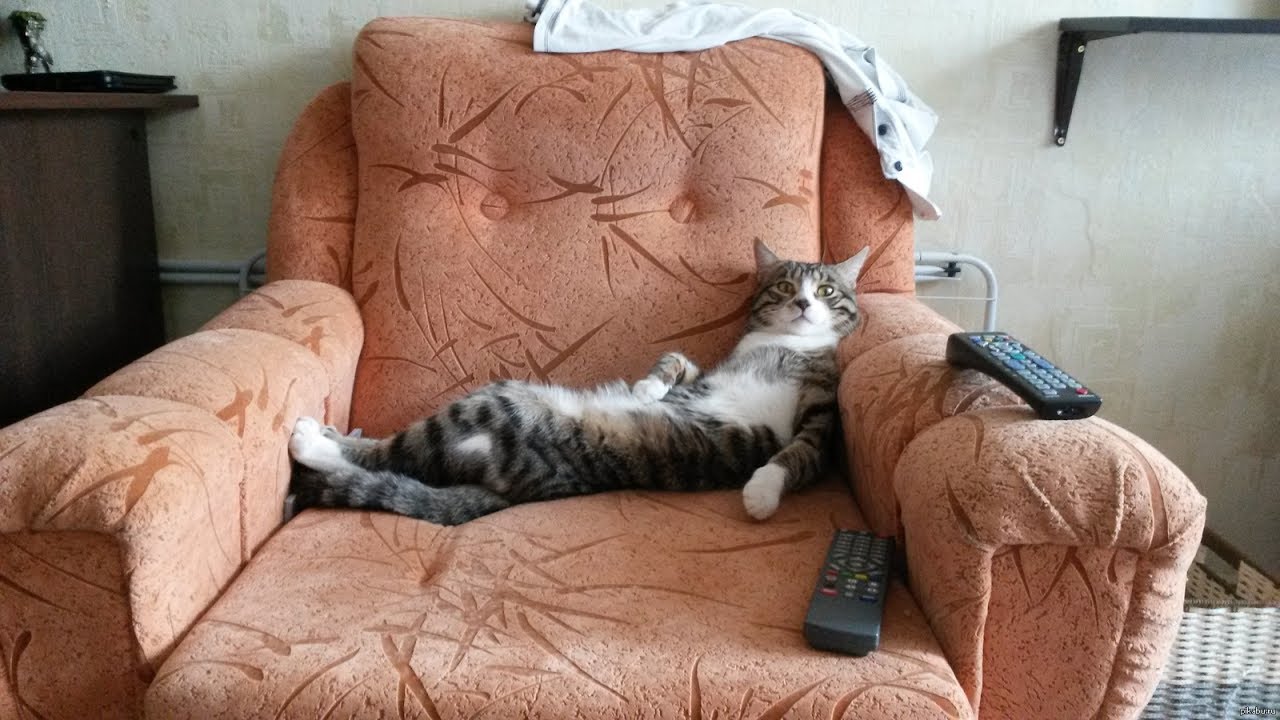 Кот развалился на диване