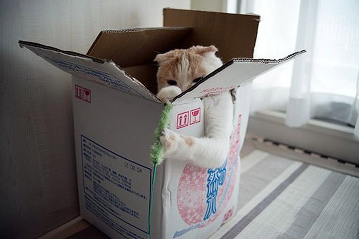 Кошечка в коробке