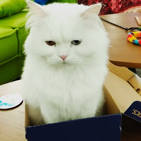 Белая кошечка в коробке