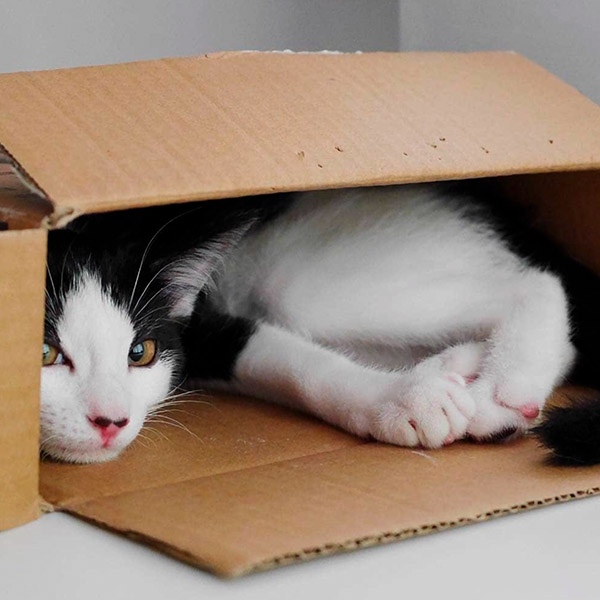 Двухцветный котик в коробке