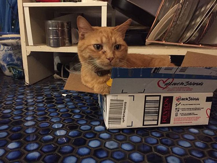 Рыжий котик в коробке