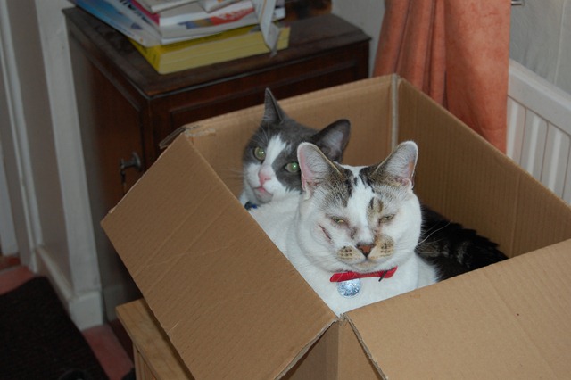 Два котика в коробке