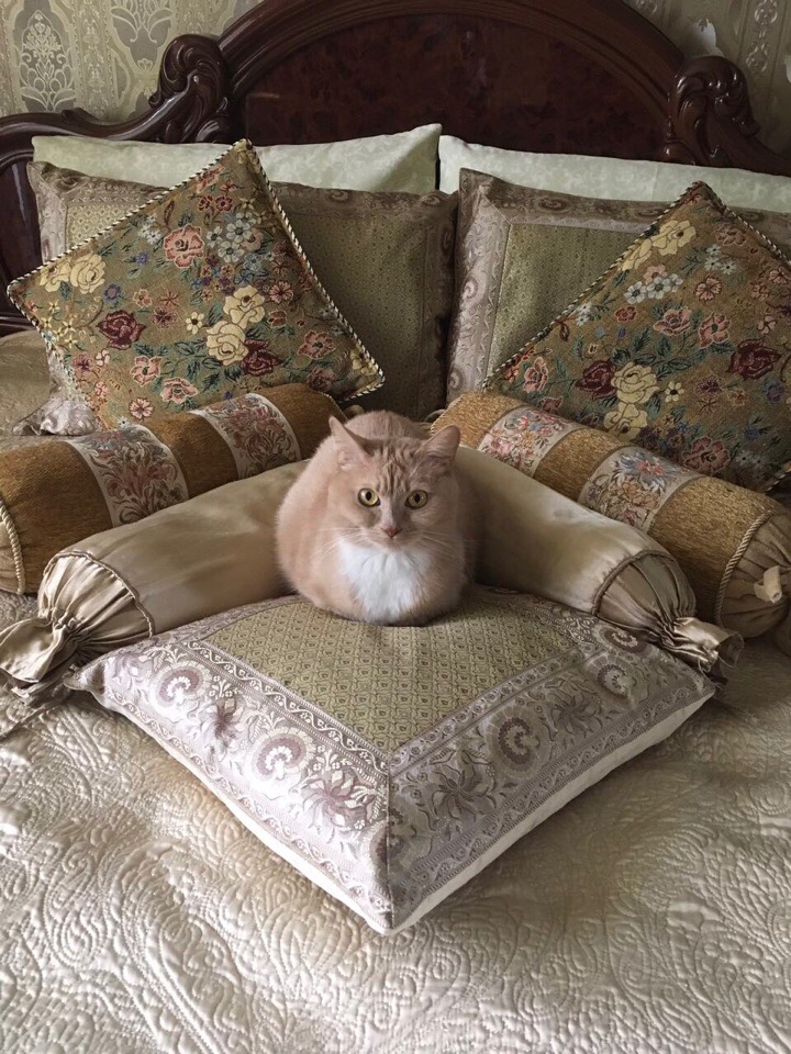 Котик на подушке