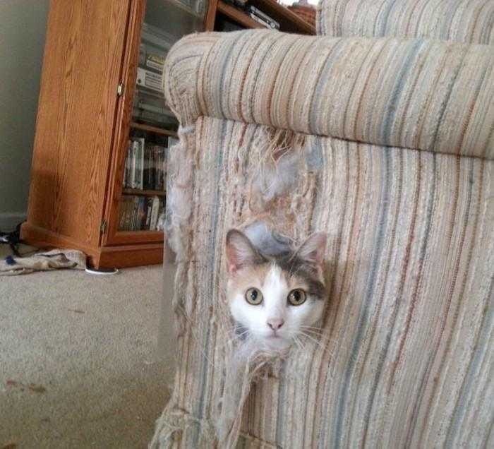 Котик порвал диван