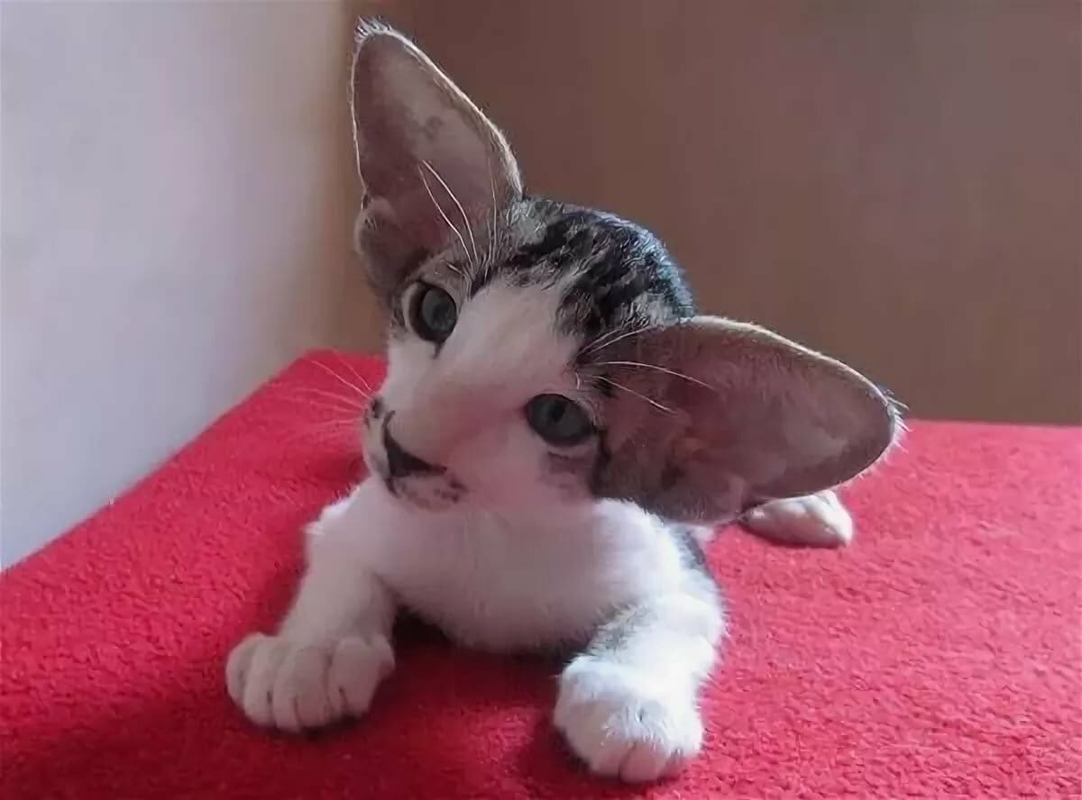 Малыш с большими ушами