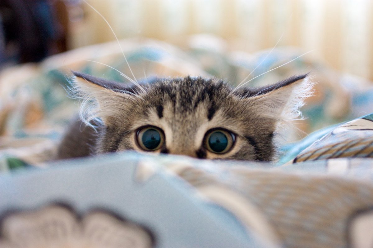 Котёнок прячется в постели