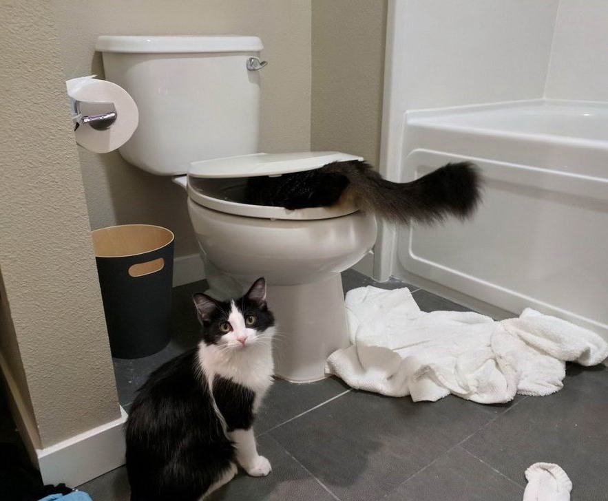 Котики хулиганят в ванной комнате