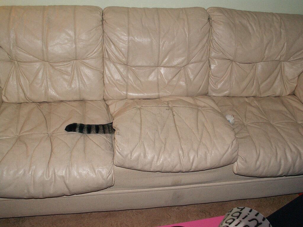 Котик в диване