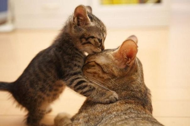 Малыш целует маму